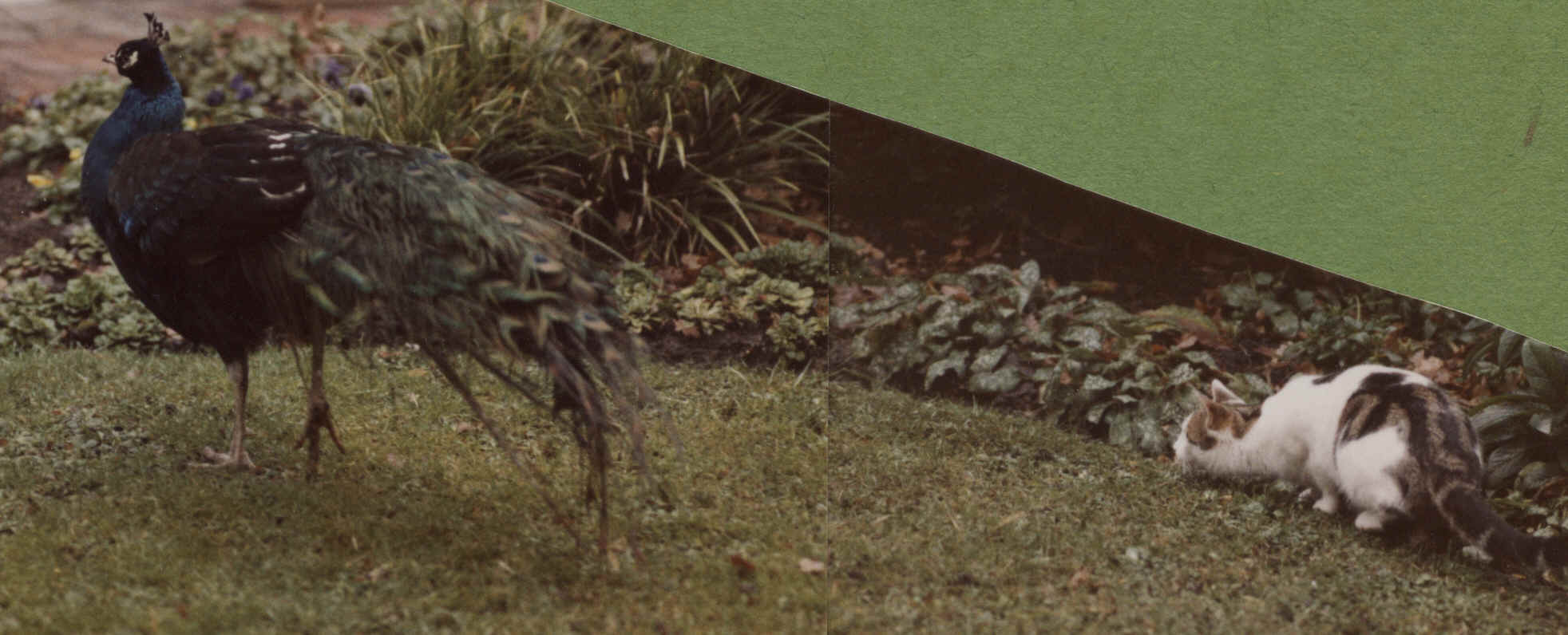 Pfau
