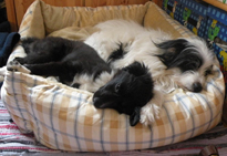 hunde