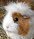 meerschweinchen